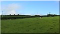 D0915 : Cattle off Glenleslie Road by Richard Webb