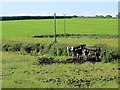 Cattle by Springmount Road