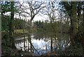 Pond, Beeston