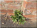 Wall flower on Belstead Road