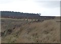NU1116 : Dilapidated fence running across Beanley Moor by Russel Wills