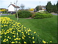 Daffodils at Hinchley Wood