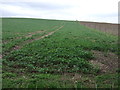 Crop field near Church Warsop