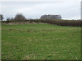 Grazing, Holbeck Woodhouse