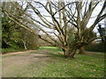 Tree on Weston Green