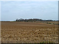 Ploughed fields