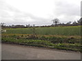 Rape field by Summerswood Lane