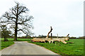 Bones of a tree, Woodside Green