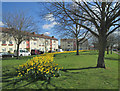 Daffodils in Fanshawe Road