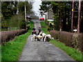 Herding sheep along Tullyvally Road