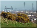 ST2986 : Gorse on the Gaer, Newport by Robin Drayton