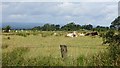 Cattle off Duneany Road