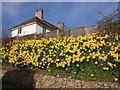 Impressive display of daffodils, Bleadon