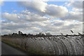 Looking towards Muchelney