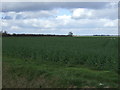TF3547 : Oilseed rape crop, Boston Long Hedges by JThomas