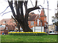 TL3800 : Daffodils round an old tree by Stephen Craven