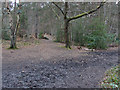 SU8164 : Woodland paths by Alan Hunt