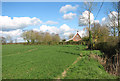 Cereal crop beside Norwich Road