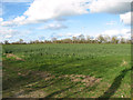 Oilseed rape crop by Station Farm