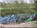 Daffodils beside small pond in Grange Road