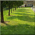 TQ3377 : Shadows of semi-mature trees by Waite Street, Peckham by Robin Stott