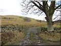 Field under Wolfelee Hill