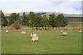 Sheep at Melmerby