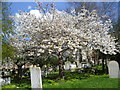 Cherry blossom in Milton Churchyard