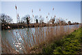 SO7304 : Reeds beside the Gloucester to Sharpness Canal by Doug Lee