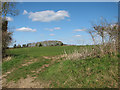 Cereal crop beside Foxes Lane, Mendham