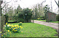 Daffodils by the entrance to Thorpe Hall