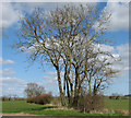 Alders on a field