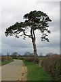 SE7466 : Lone pine on the Centenary Way footpath by Pauline E