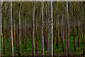 SU5270 : Poplars at Cold Ash, Berkshire by Edmund Shaw