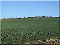 Crop field, Upton Hill