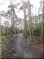 Branksome Park Woods, path