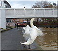 Swan on the Grand Union Canal towpath in Leicester