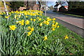 Daffodils in Kempsey