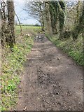 ST5351 : The old drove road heading downhill to Priddy at the point where it branches off from Nine Barrows Lane by Dr Duncan Pepper