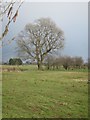 A tree lined field boundary  at Whitestown Farm