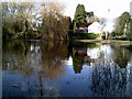 Tree reflections, Coleshill duck pond