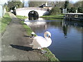 Swan next to the canal, Uxbridge