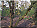 The interior of Linford Wood