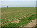 Cereal crop beside Christmas Lane