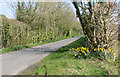 Daffodils growing beside Fressingfield Road