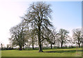 Trees in paddock by Whittingham Hall