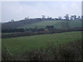 Grazing west of Staverton