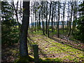 Path through small wooded area