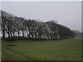 Tree-lined road south of Newton Mearns