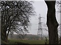 Sheep, field and pylon